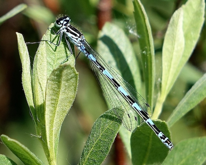 variable damselfly